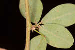 Creeping lespedeza